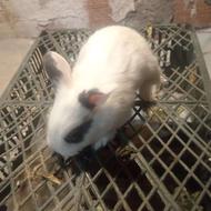 فروش توله خرگوش در رنگ های مختلف