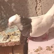 طوقی ماده جوان