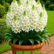 هرس درختان وگل