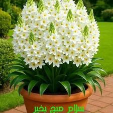 هرس درختان وگل