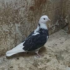 کبوتر شازده