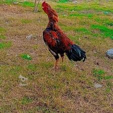 خروس لاری ابرش