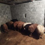 فروش بره نر و ماده تمیز سرحال دارو خورده