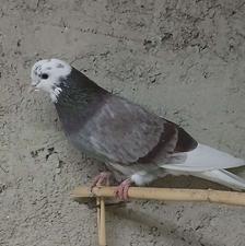 کبوتر نر سالم