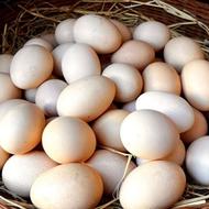 تخم مرغ نطفه دار محلی
