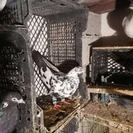 سوسکی ماده درشت