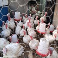 حیوانات خانگی