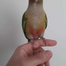 طوطی گرینچیک