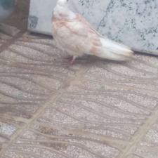 کفتر هماگلی زرد