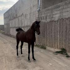 اسب نریان سواری دار