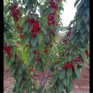 کود کروا افزایش 40 محصول