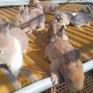 بچه خرگوش های نیـم لــوپ تعویض با اردک خارجی