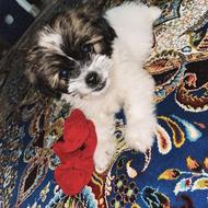 سگ شیتزو تریر واگذاری