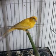 قناری ماده اماده نژاد پرتغالی