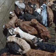 10 راس بزغاله