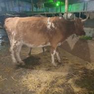 گاو آبستن صحرایی