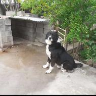 سگ قهدریجونی نر ادمگیر واگذاری