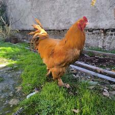 خروس برهما گلد