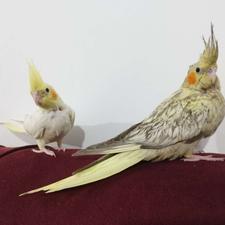 فروش فوری یک جفت عروس هلندی نروماده