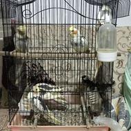 طوطی عروس هلندی