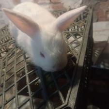 توله ی خرگوش