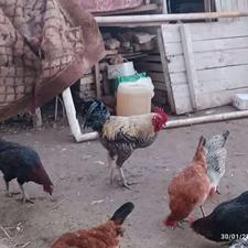 چندعدد خروس محلی سالم وسرحال