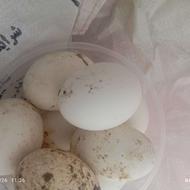 فروش تخم غاز محلی نطفه 100 درصد