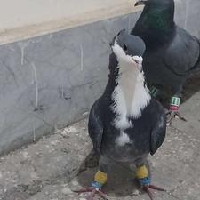 کرباتی کاکولی سبز نر