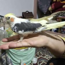 طوطی عروس هلندی