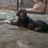 واگذاری سگ 3 ماهه پژدر