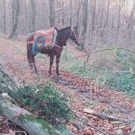 اسب کهر باری