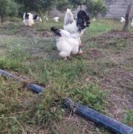 فروش تخم مرغ نطفه دار جوجه و خروس بالغ