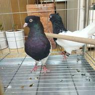 کبوتر کله سیاه