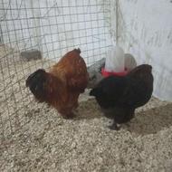 یک جفت امپراتور