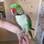 طوطی رام ودستی