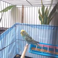 فروش مرغ عشق ماده