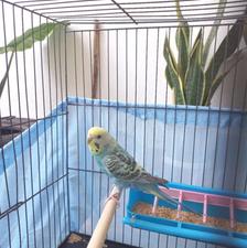 فروش مرغ عشق ماده