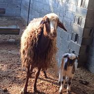 دوقلوزا شکم اول گوسفند ضمانتی