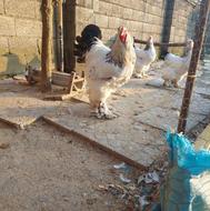 فروش تخم مرغ ،خروس بالغ