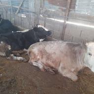 دو راس تلیسه گوشتی چاق