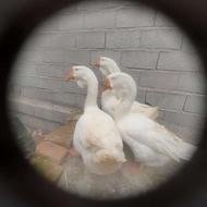 غاز خالماگور نر و طوطی عروس معاوضه با جوجه غاز یا غاز محلی