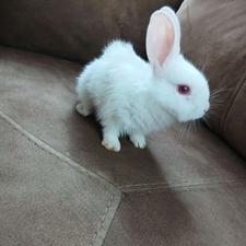 خرگوش چشم قرمز ،سفید