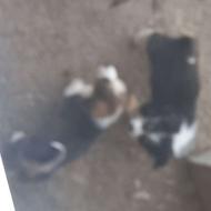 توله سگ نژاد شیتزو واگذاری