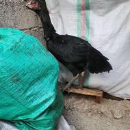 مرغ لاری معاویضه با لاری