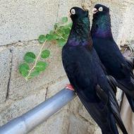 کبوترزاغ آبادانی