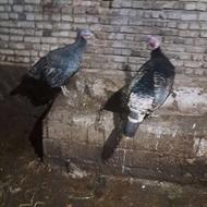 کت خشدرخانی یکی نر دوتا ماده