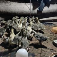 فروش جوجه غاز