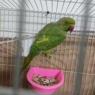 طوطی اهلی و