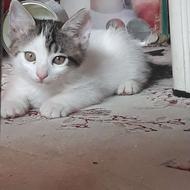 بچه گربه نژاد رگدال رایگان