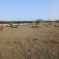 گوسفند ماده جوان کشتاری